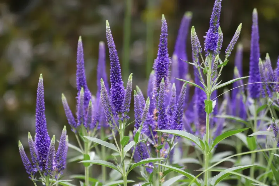 Rozrazil klasnatý (Veronica spicata) 