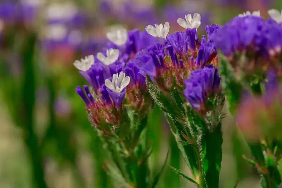 Limonka chobotnatá (Limonium sinuatum)