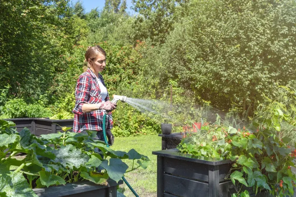 Trávník se zalévá