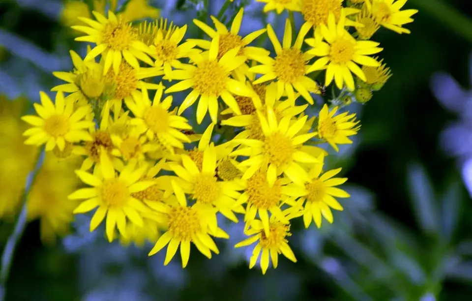 Péče o květinovou zahradu v červnu