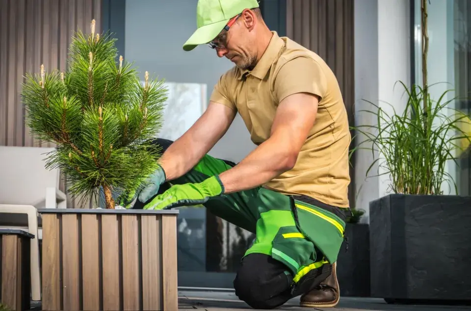 Dřeviny v nádobách