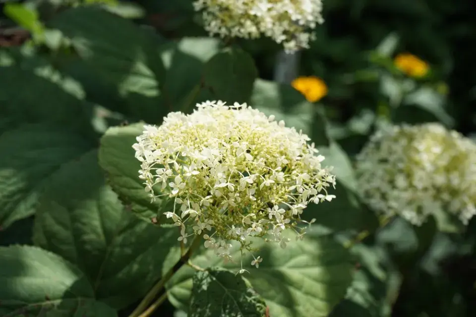Hortenzie stromečkovitá (Hydrangea arborescens)