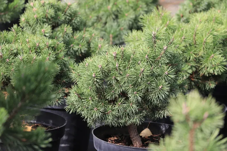 Pinus mugo ´Mops´