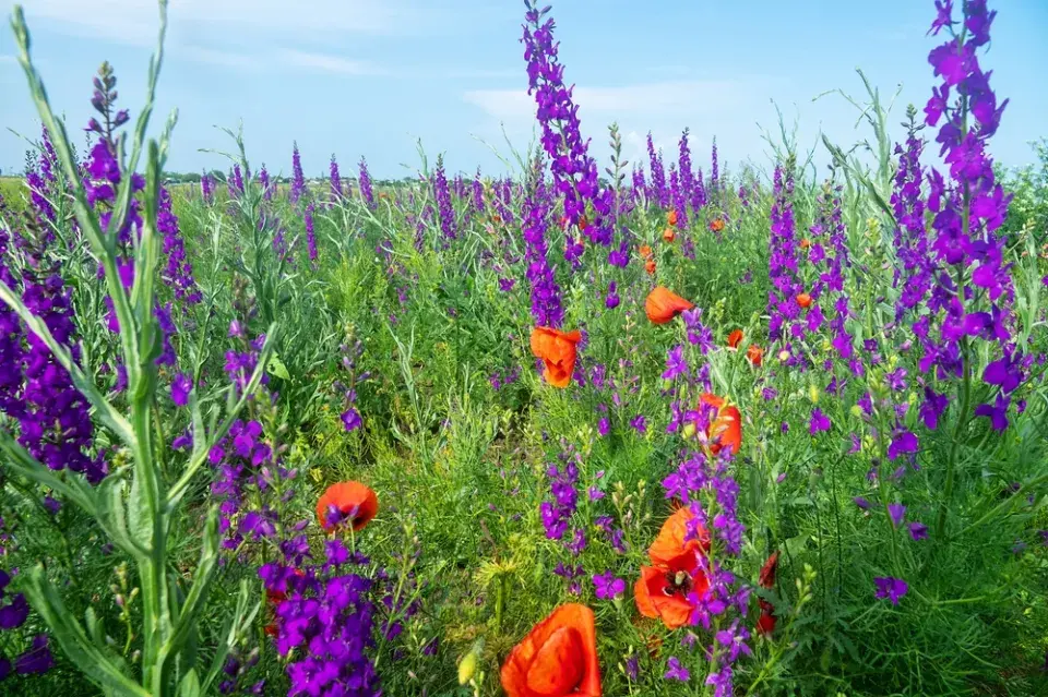 Ostrožka stračka (Consolida regalis) 