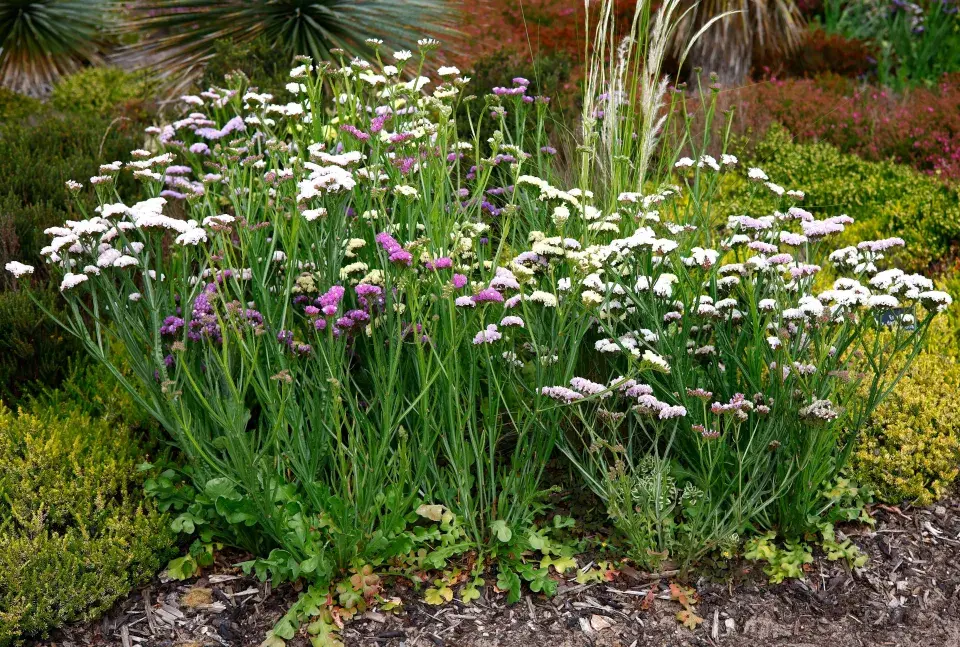 Limonka chobotnatá (Limonium sinuatum)