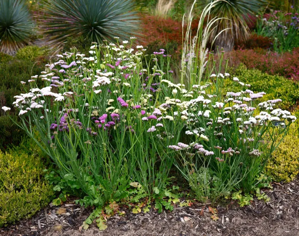 Statice neboli limonka