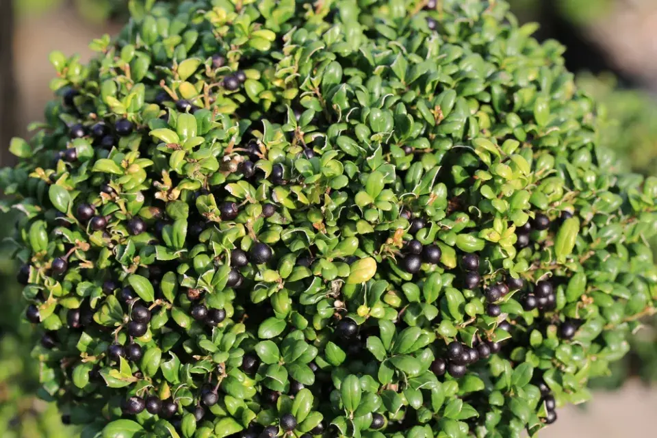 Cesmína vroubkovaná