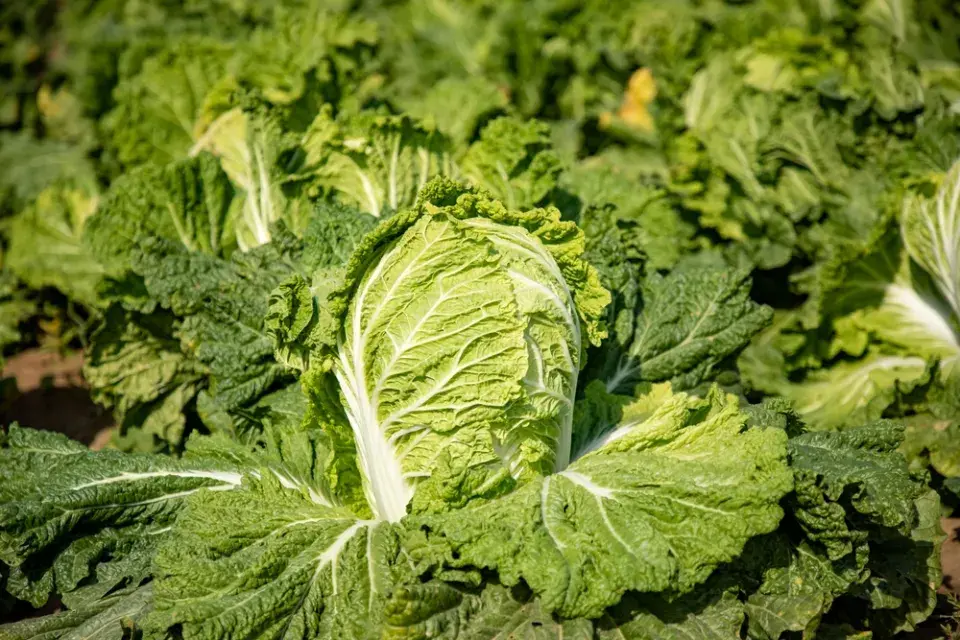 Pekingské zelí (Brassica rapa susp. Pekinensis)