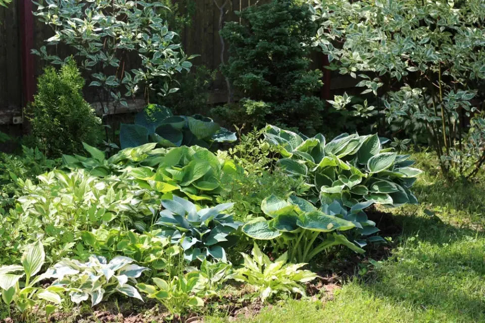 Trvalkový záhon okrasný listem