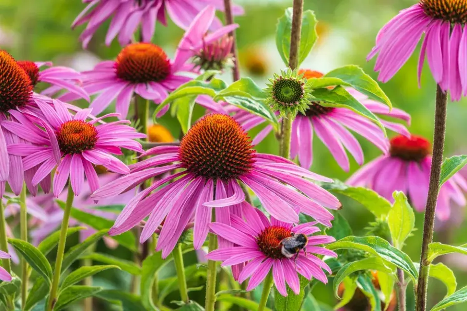 Echinacea neboli třapatkovka