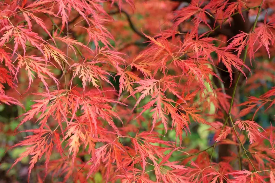 Javor dlanitolistý ´Dissectum´