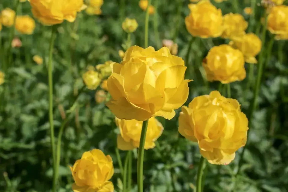 Péče o květinovou zahradu v červnu