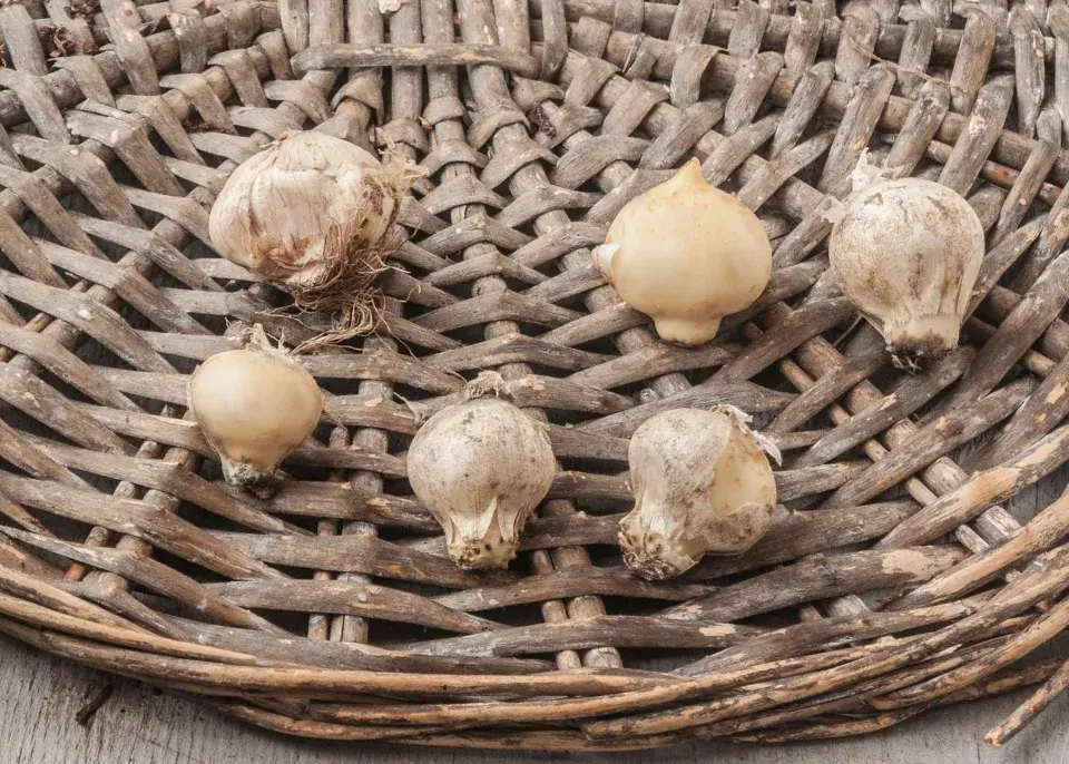 Česnek černý (Allium nigrum) 