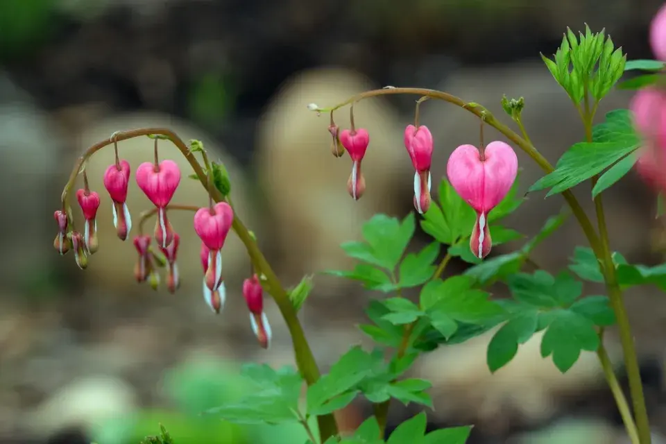 Péče o květinovou zahradu v červnu