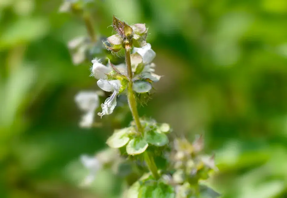 Bazalka citronová (Ocimum basilicum citriodorum)