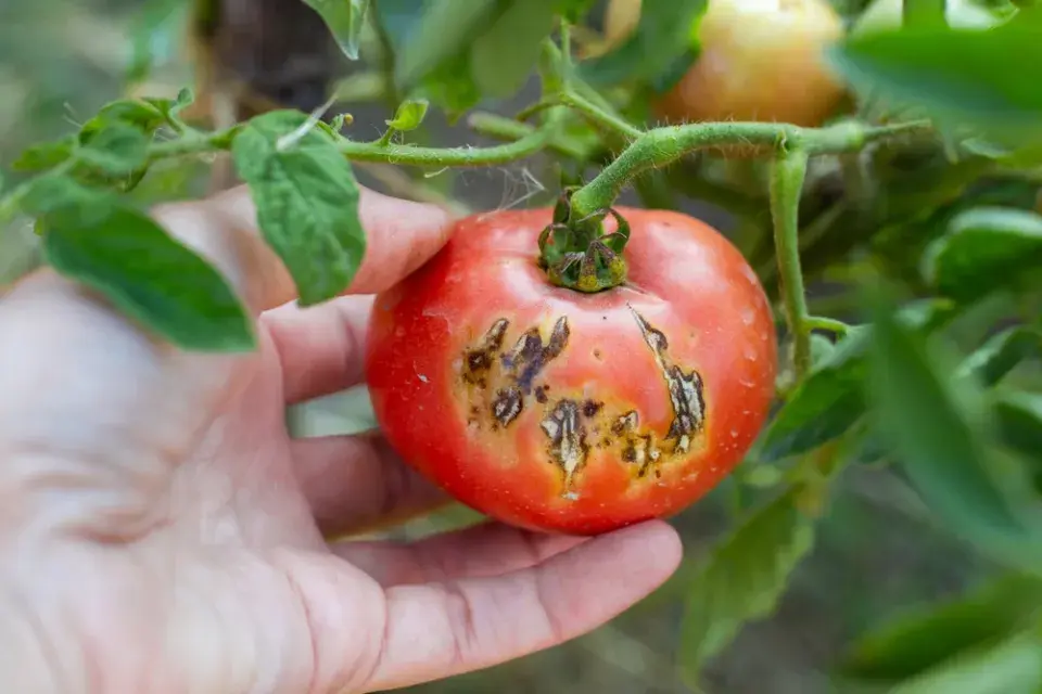 Skvrny na rajčatech