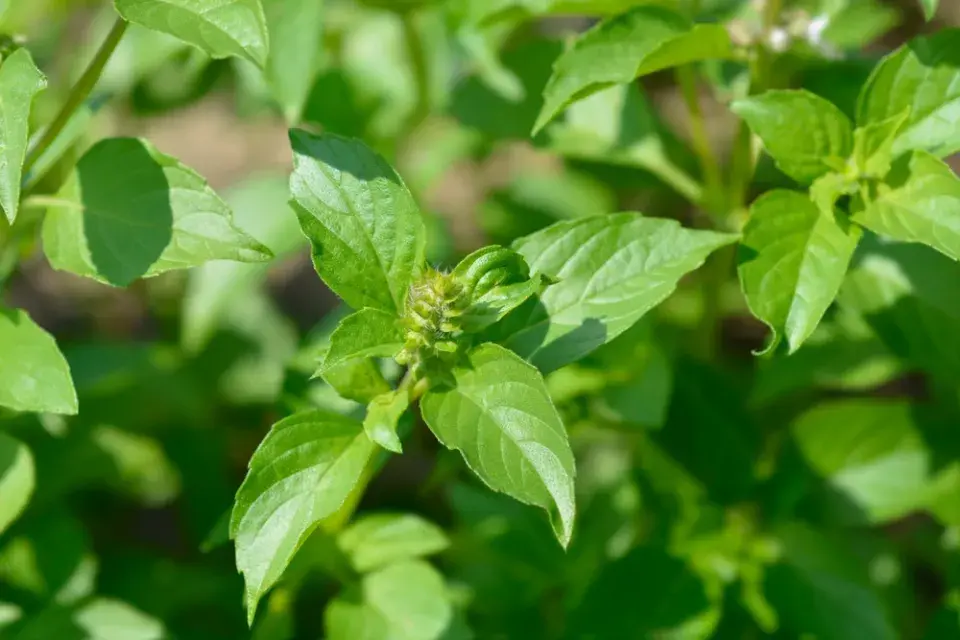 Bazalka citronová (Ocimum basilicum citriodorum)