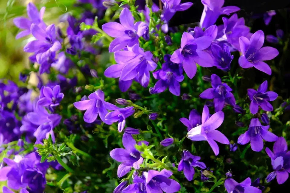 Zvonek dalmatský (Campanula portenschlagiana)