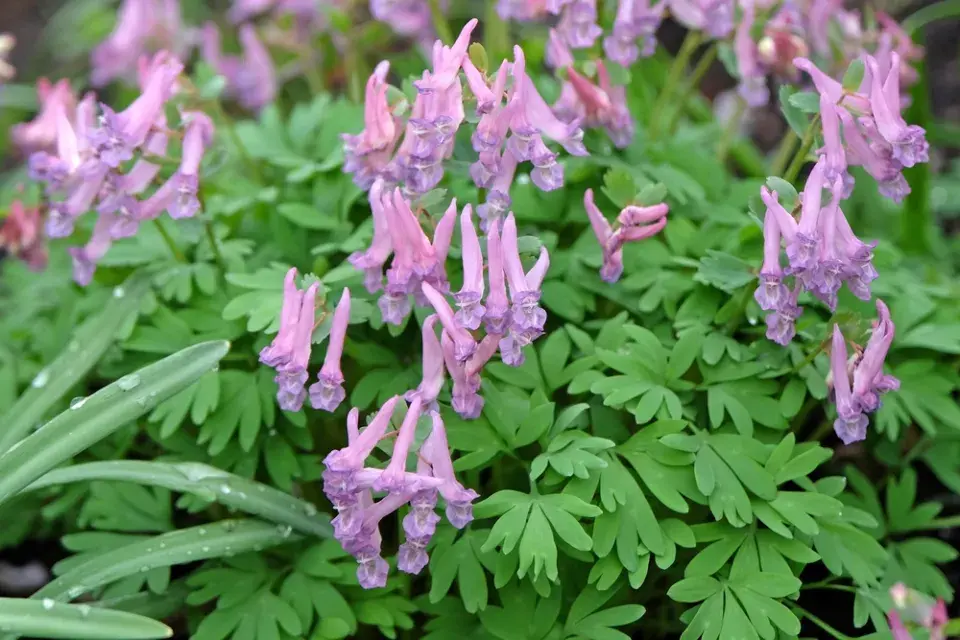 Péče o květinovou zahradu v červnu