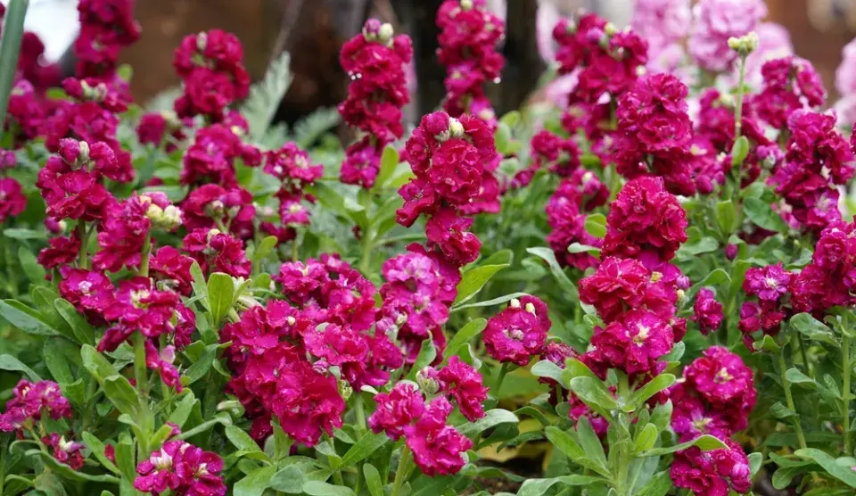 Fiala letní, fiala šedivá (Matthiola incana) 