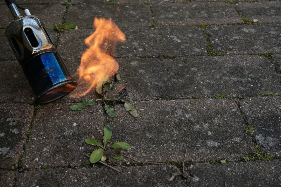 Plevel na zahradě a jeho likvidace