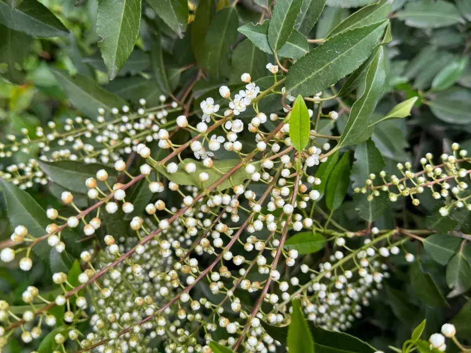 Portugalský vavřín 