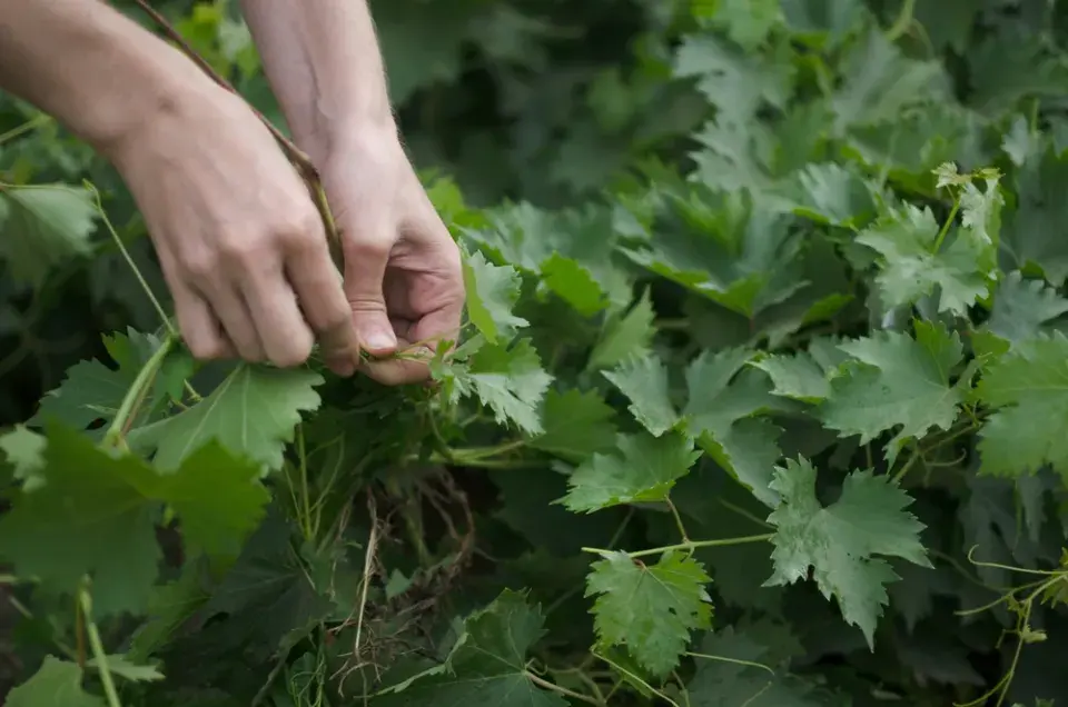 Péče o vinnou révu v červnu