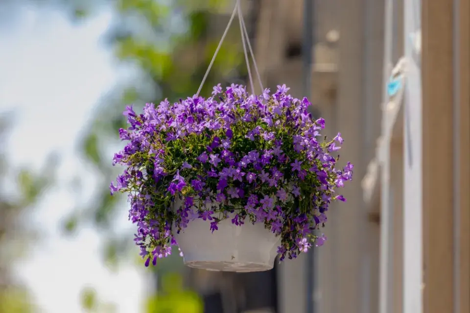 Zvonek dalmatský (Campanula portenschlagiana)