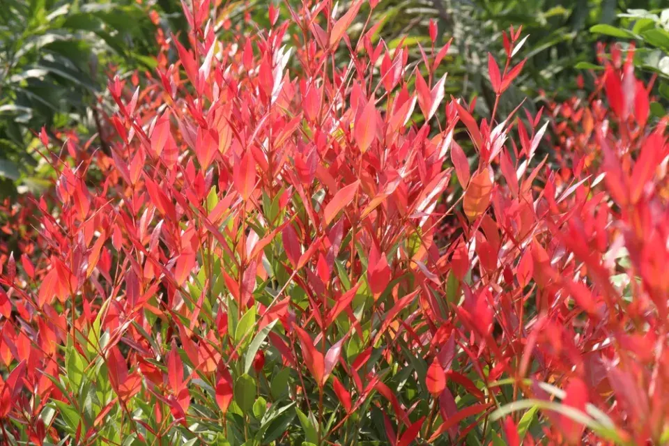 Leucothoe ´Little Flames´