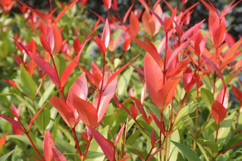 Leucothoe ´Little Flames´