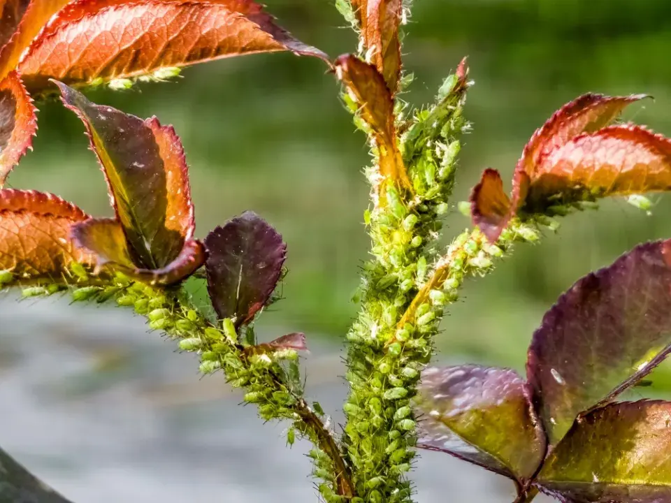 postřiky na mšice z bylin