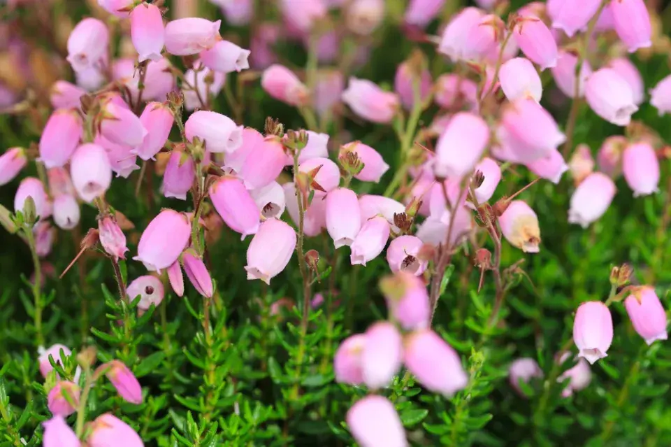 Irský vřes čili dabécie