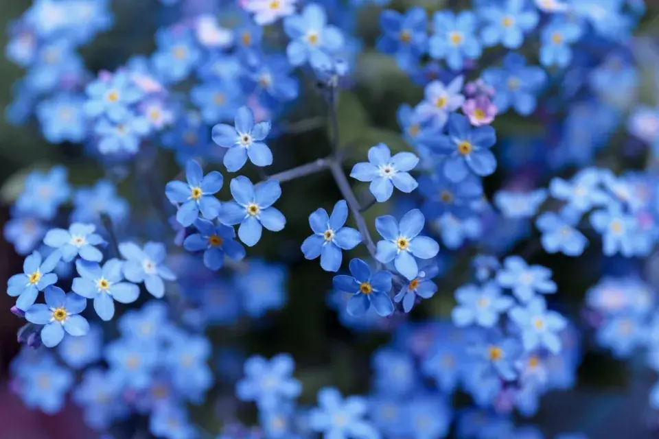 Červnové výsevy květin