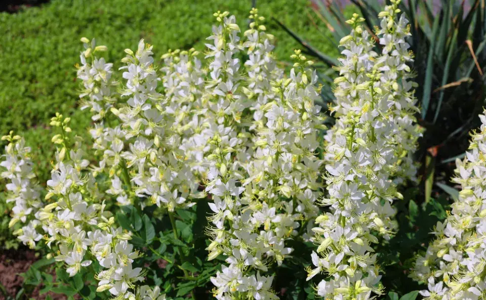 Péče o květinovou zahradu v červnu