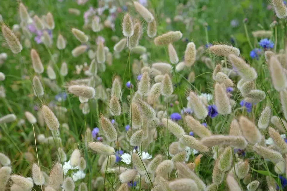 Zaječí ocásek (Lagurus ovatus)