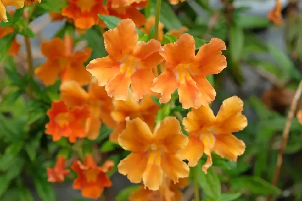 Péče o květinovou zahradu v červnu