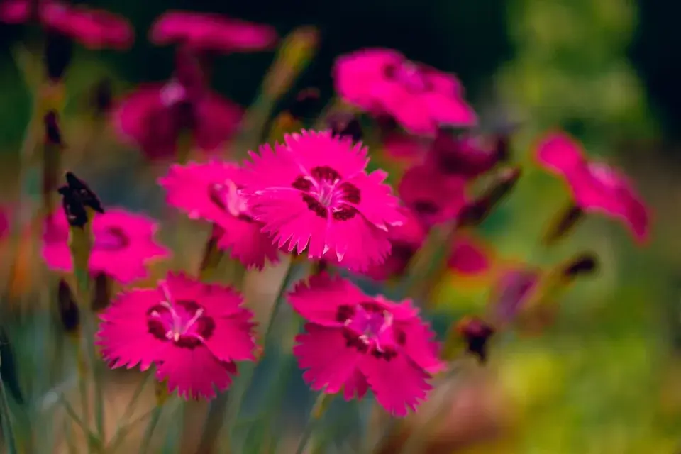 Červnové výsevy květin