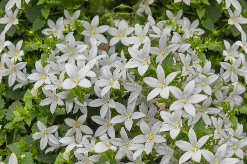 Zvonek dalmatský (Campanula portenschlagiana)