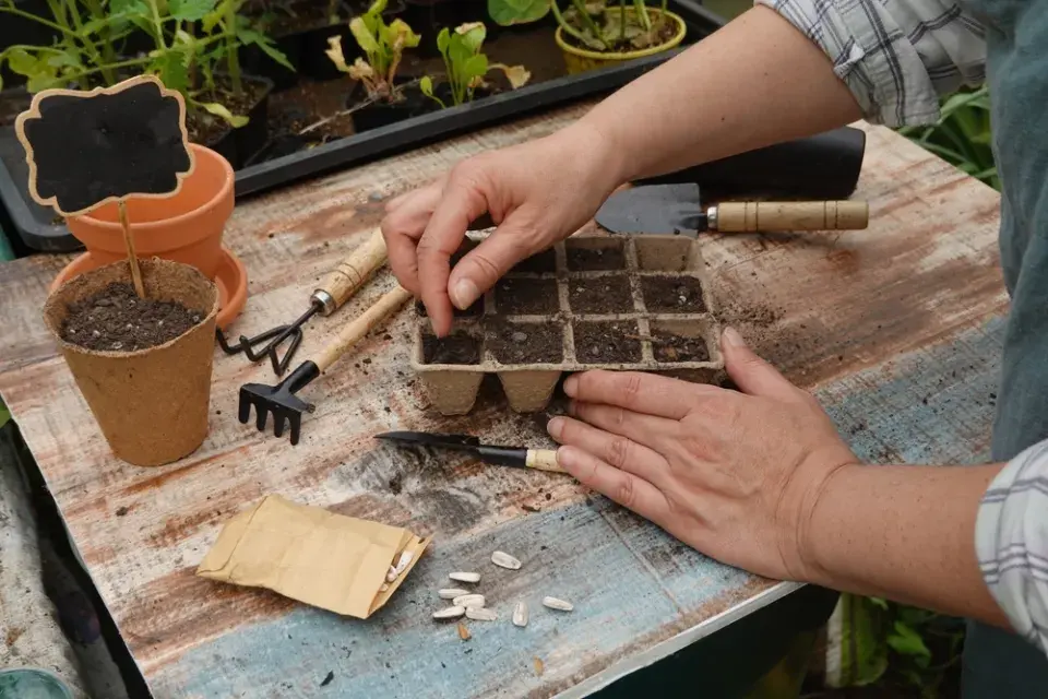 Červnové výsevy květin