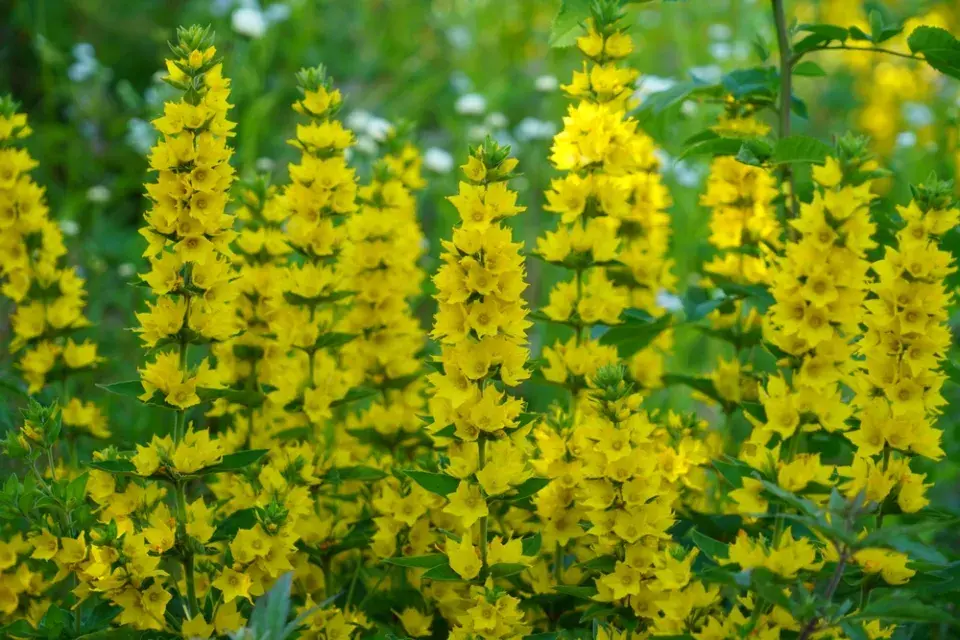 Vrbina tečkovaná (Lysimachia punctata)