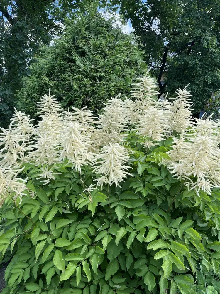 Péče o květinovou zahradu v červnu