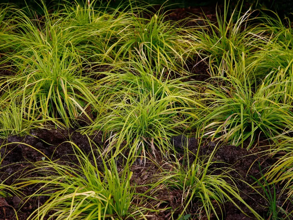 Ostřice ošimenská