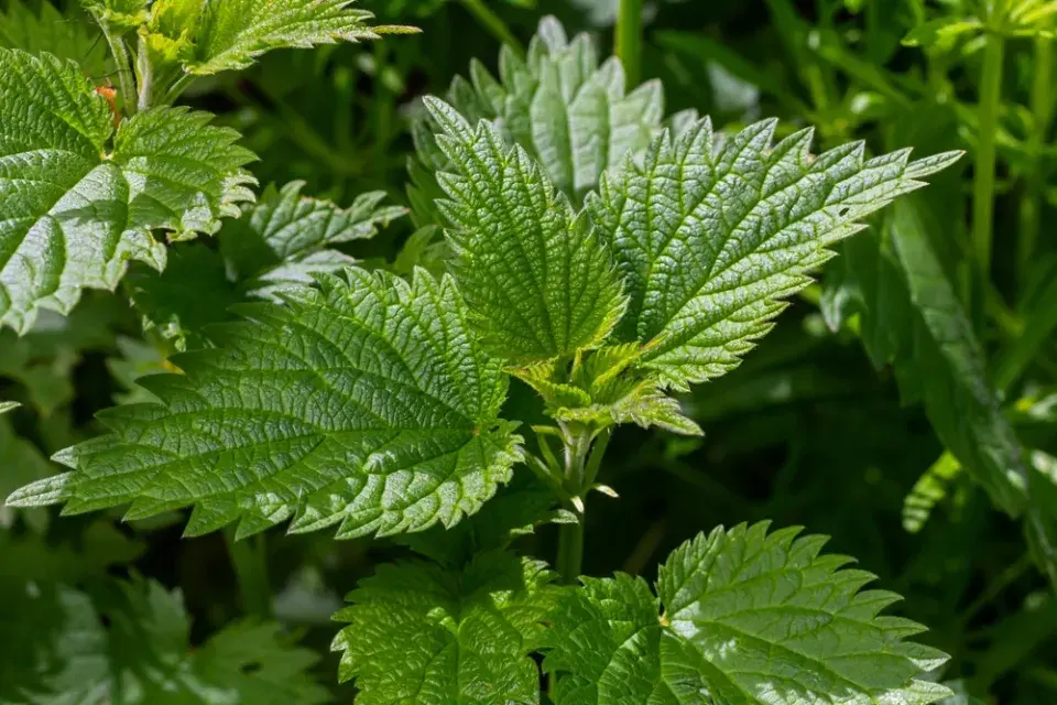 postřiky na mšice z bylin