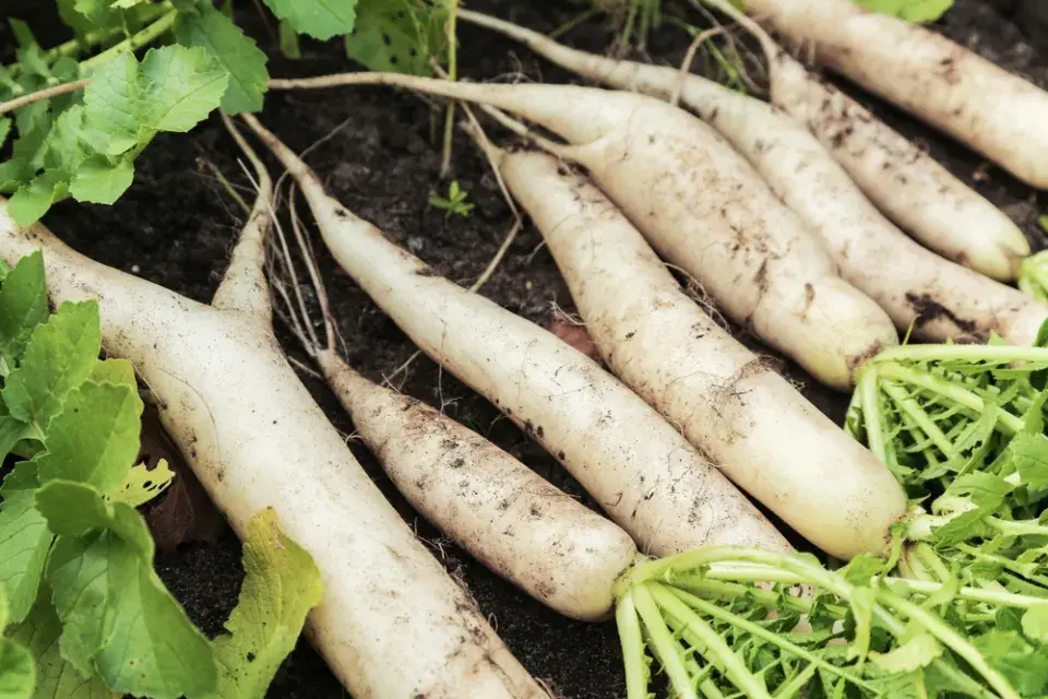 Daikon neboli ředkev setá bílá