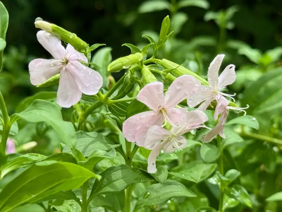 Péče o květinovou zahradu v červnu