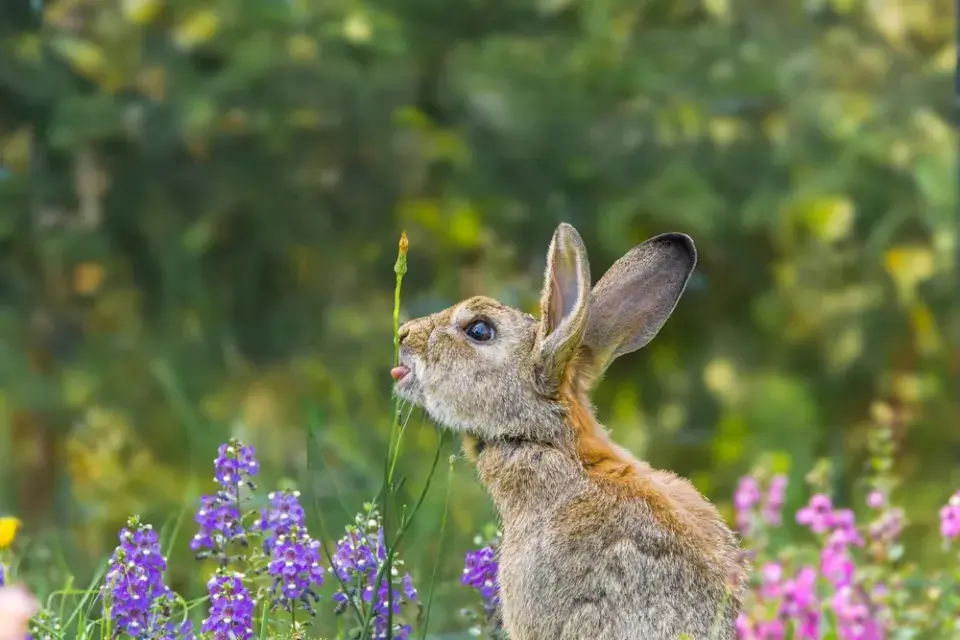 Angelonie úzkolistá (Angelonia angustifolia) 