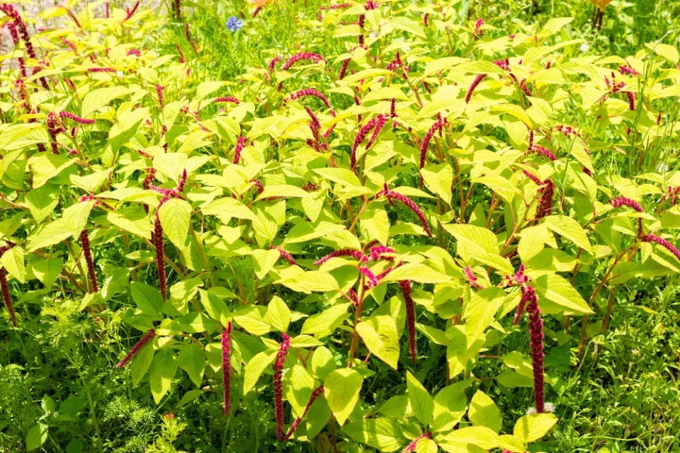 Laskavec ocasatý (Amaranthus caudatus)