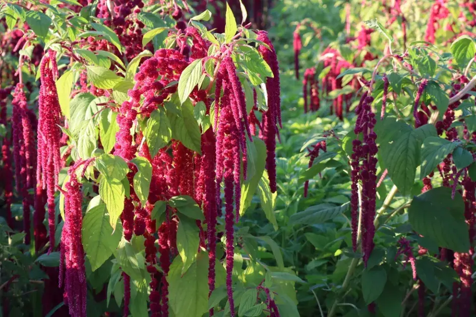 Laskavec ocasatý (Amaranthus caudatus)