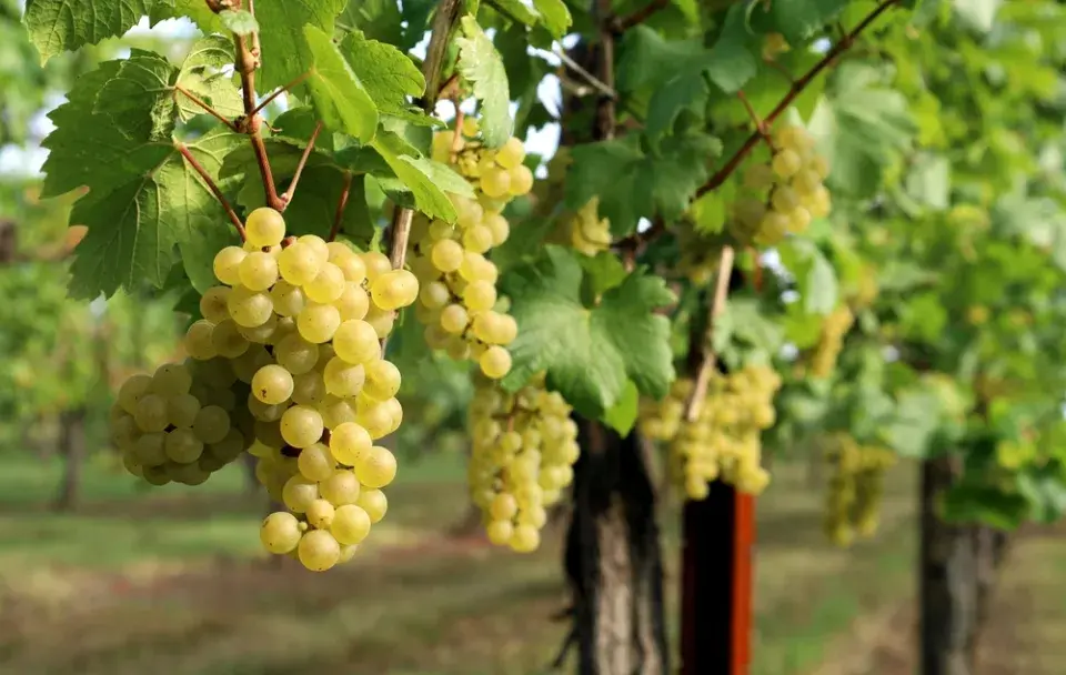 Péče o vinnou révu v červnu