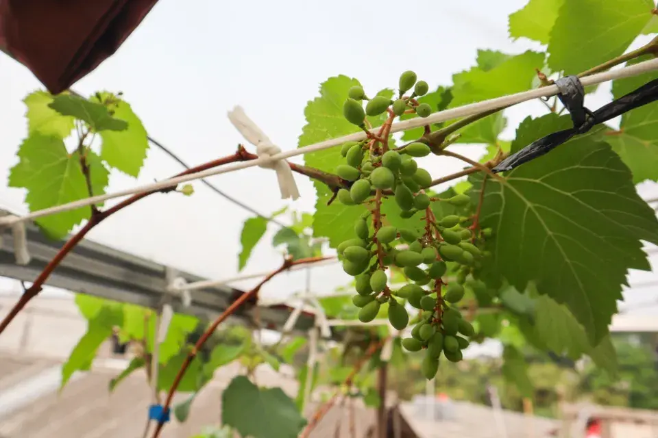 Péče o vinnou révu v červnu